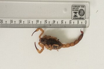 Controle de endemias e Vigilância alerta ao aparecimento de escorpiões
